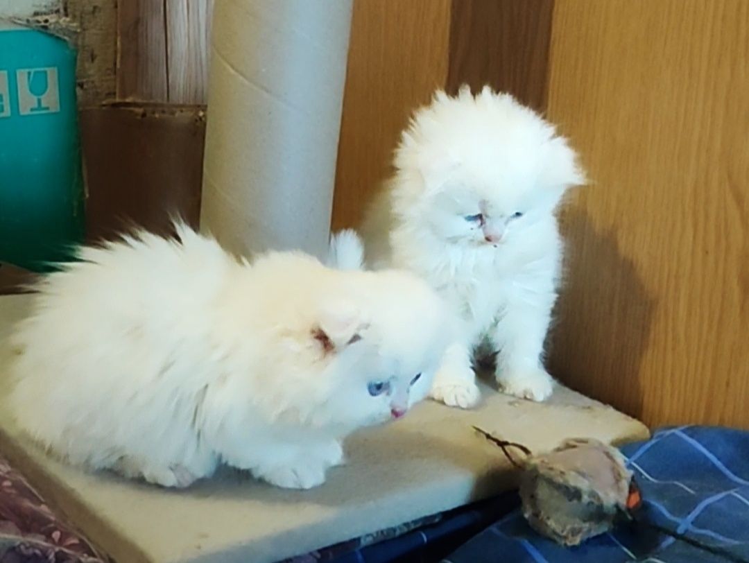 Хайленд-фолд , шотландські висловухі кошенята, білий котик