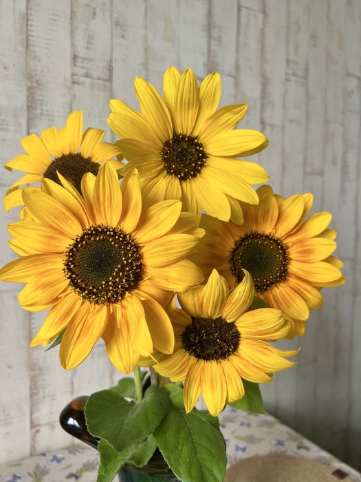 Насіння сухоцвітів, злаків, одно- і багаторічних квітів