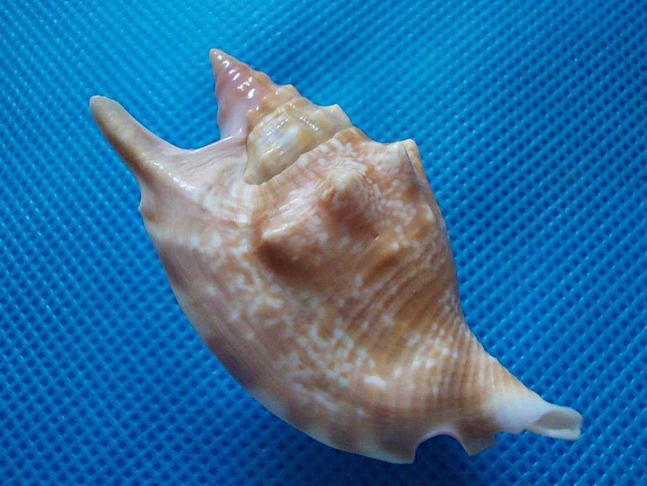 Muszle morskie- Strombus bulla