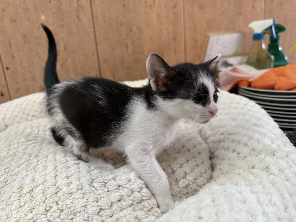 Gatinho macho para adopção