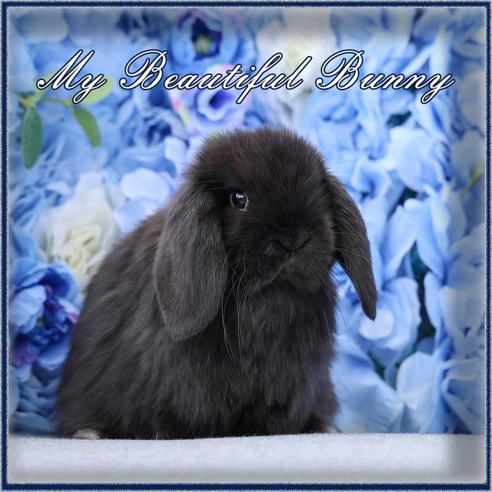 Piękny Młody Królik Mini Lop - Black