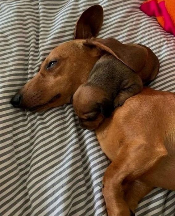 Рижошоколадні таксята