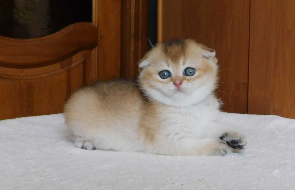 Шотландська висловуха зеленоока дівчинка Сінді