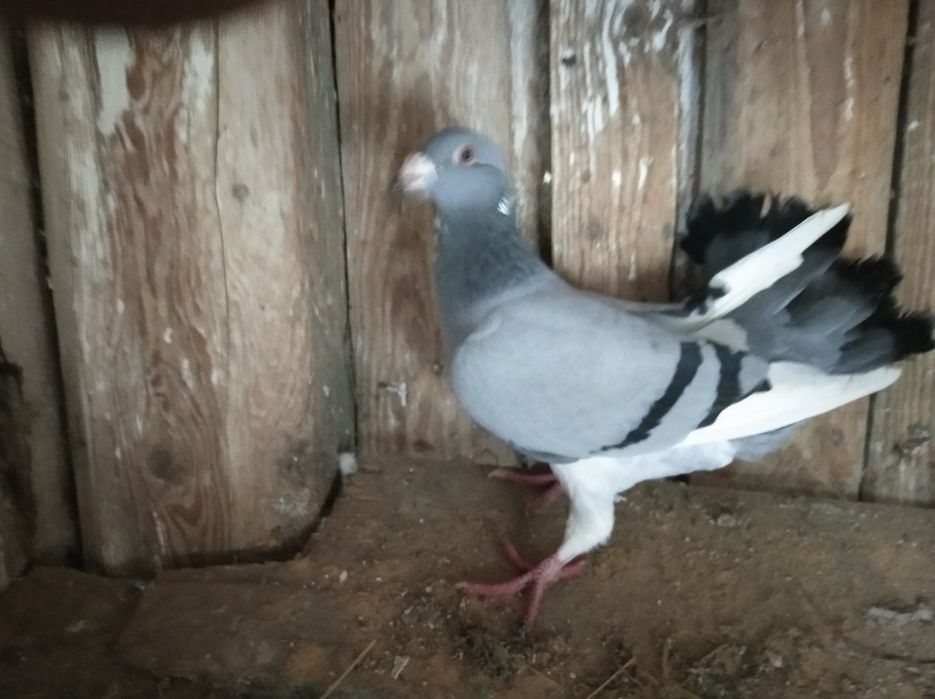 Gołębie staropolskie