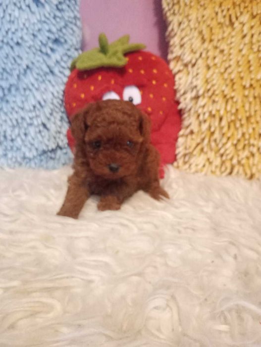 PUDEL- teacup toy xxs bardzo malutka suczka.