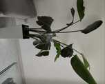Vendo planta com vaso