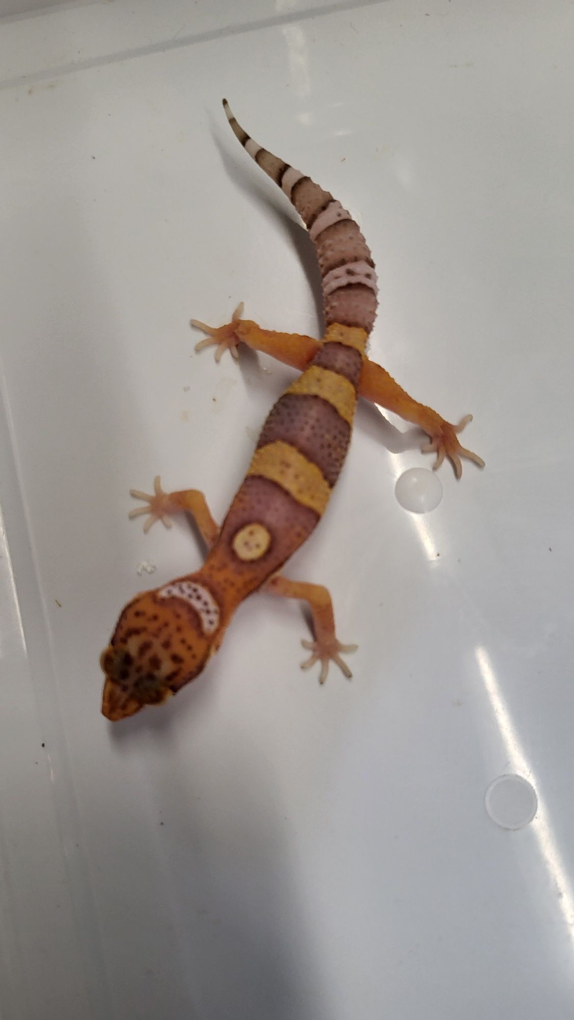 Gekon Lamparci  - Sklep Zoologiczny