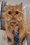 Benji Gatinho Persa para acasalar