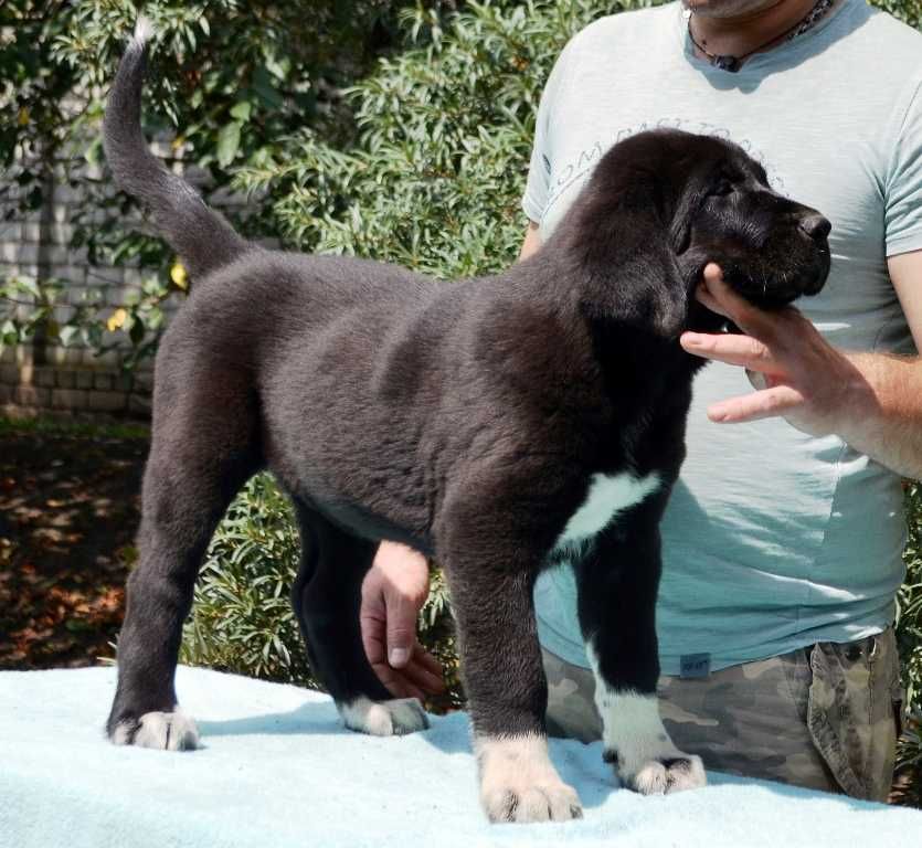 Чудові цуценята Середньоазійської вівчарки