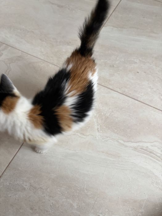 Кошенятко в добрі руки