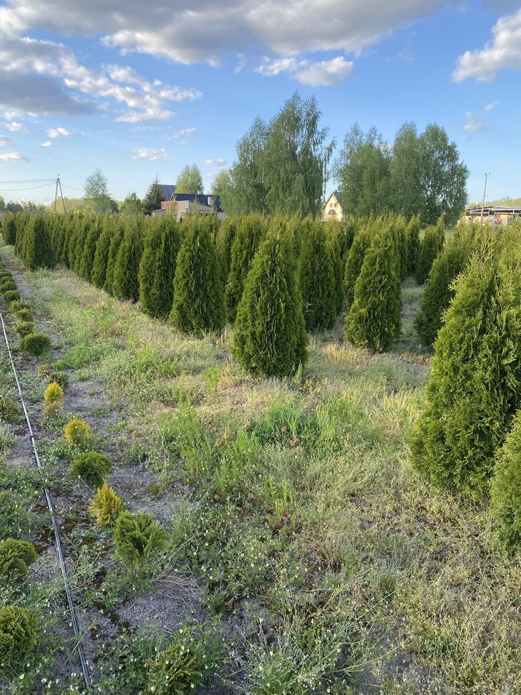 Tuja Szmaragd PREMIUM 200 cm  Brabant Świerk - Nasielsk