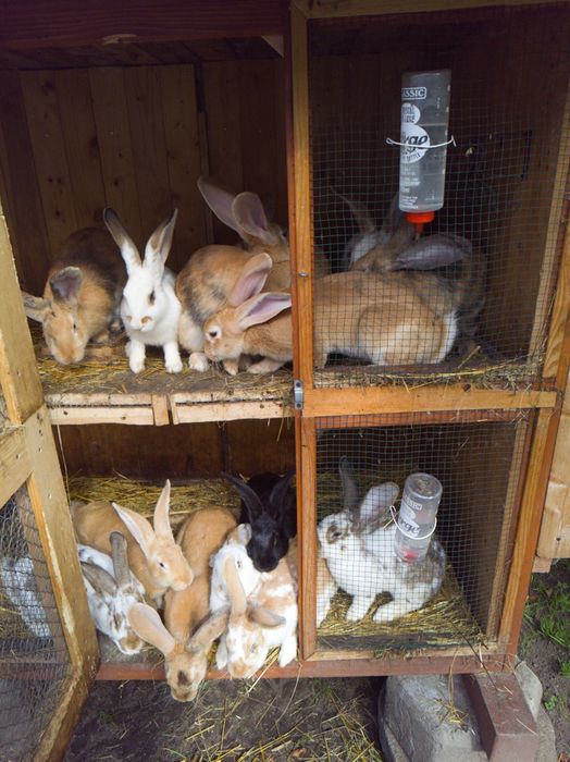 Króliki na sprzedaż lub ubój