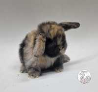 Mini Lop Hodowla Happy Bunny