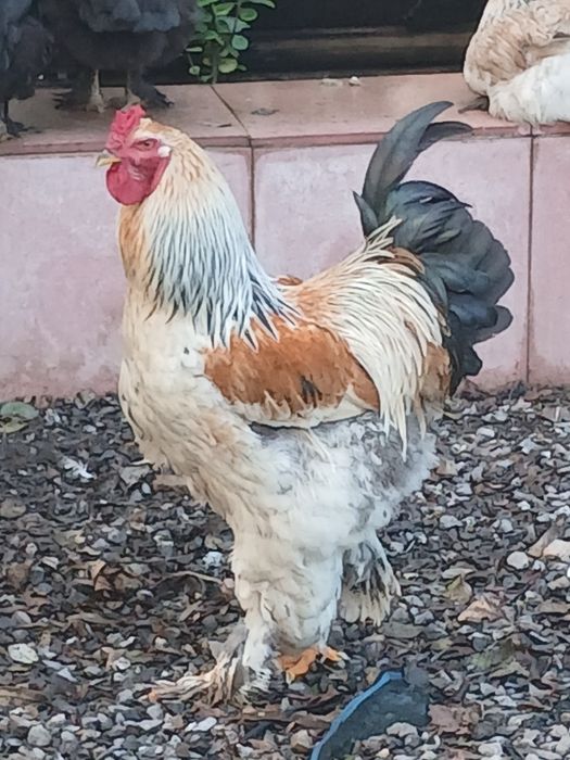 Galinhas  ,galos  brahmas