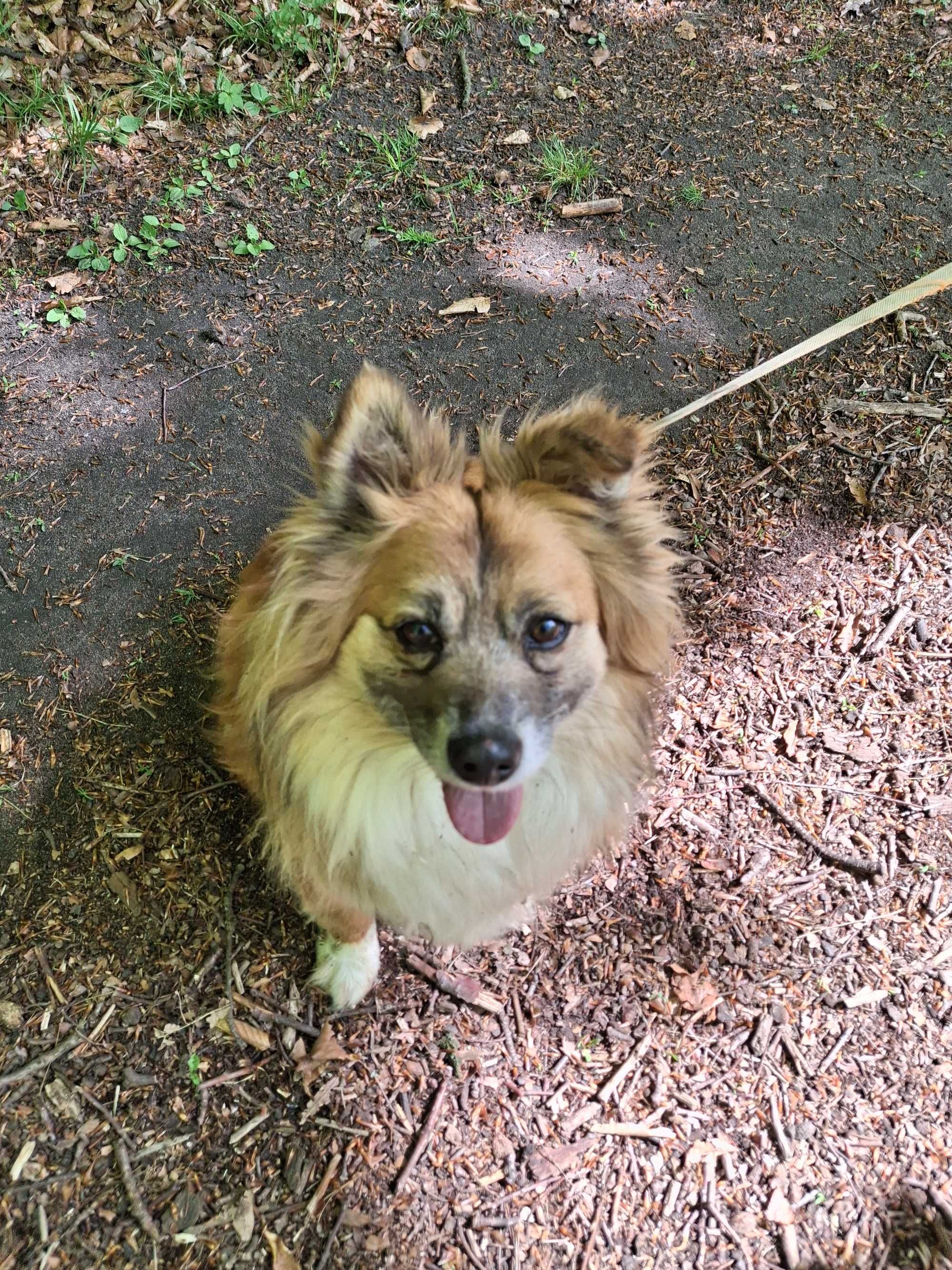 Biilbo- piękny kundelek do adopcji