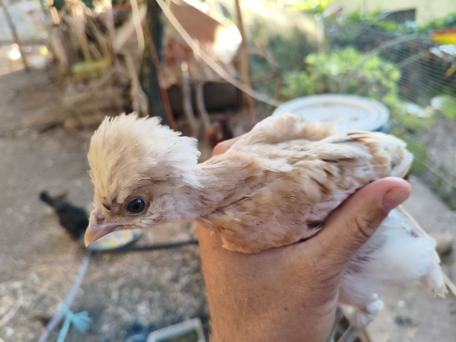 Vendo pintos Paduanas