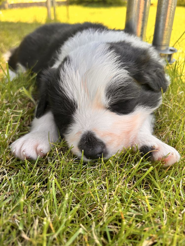 Psy border collie
