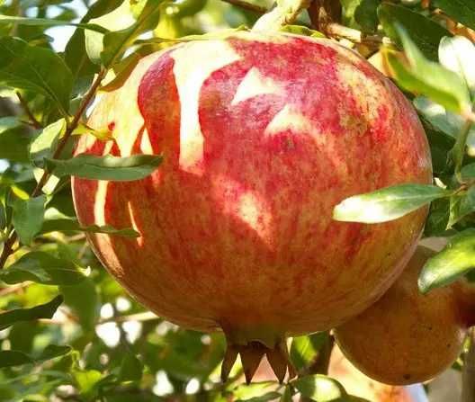 Саджанці хурми, ківі, інжир, актинідії, гранат, мигдаль,мушмула,фундук