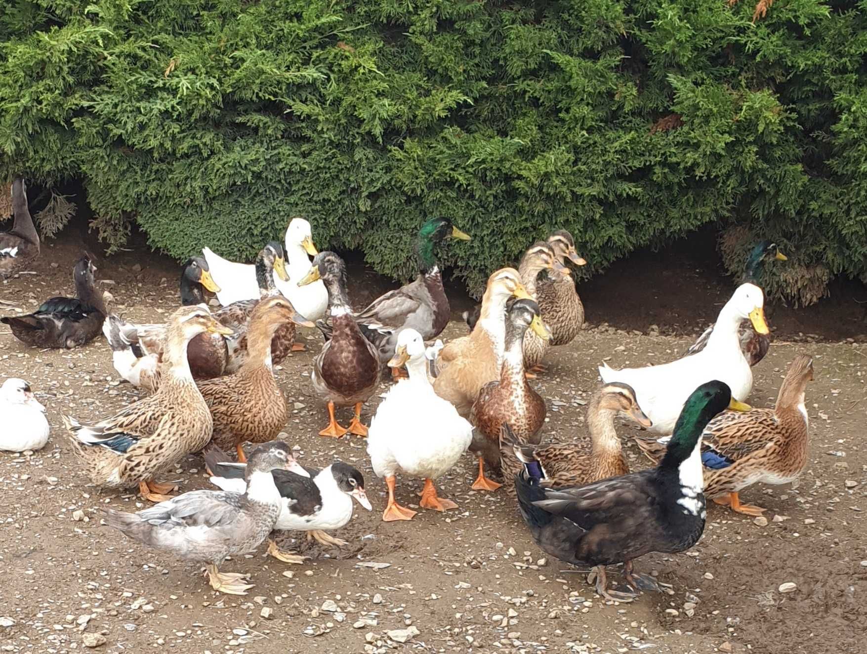 Patos galinhas perus garnizas  fracas