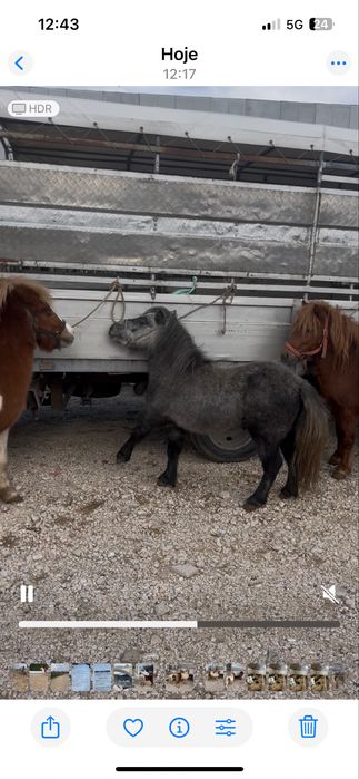 Poneis femeas e machos