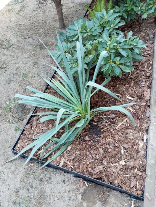 Usługi ogrodnicze. Ogrodnik.  Pielęgnacja,   zakładanie ogrodów,  traw