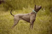 Thai Ridgeback  FCI sunia  na warunek/ kolanka