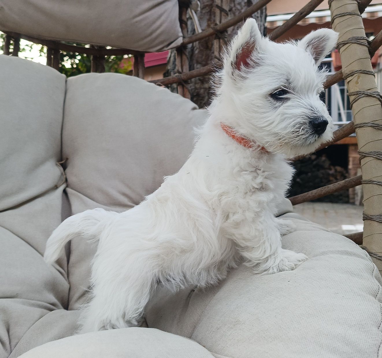 West highland white terrier ZKwP FCI suczka