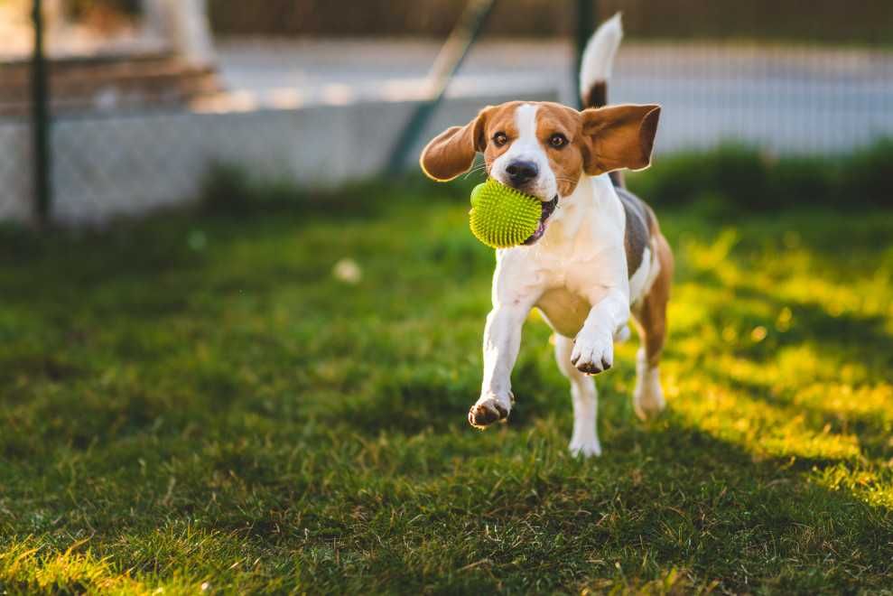 Pet sitting / Pet walking (São Félix da Marinha / Espinho)