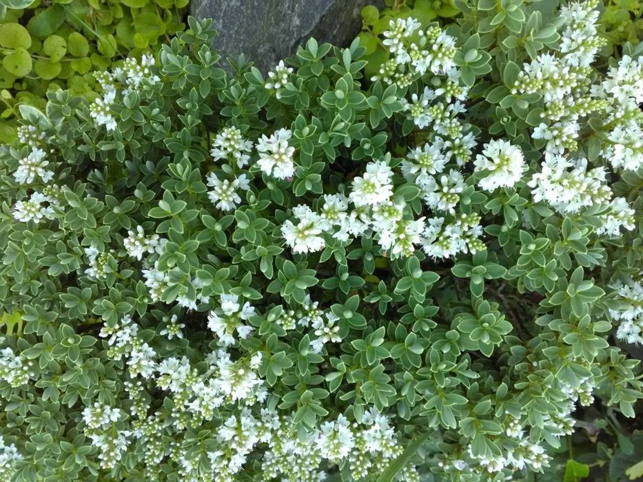 Лапчатка,дерен,тамарикс,жимолость..Декоративні кущі