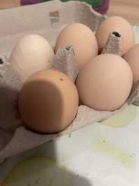 Jajka kurze duże wolny chów wiejskie