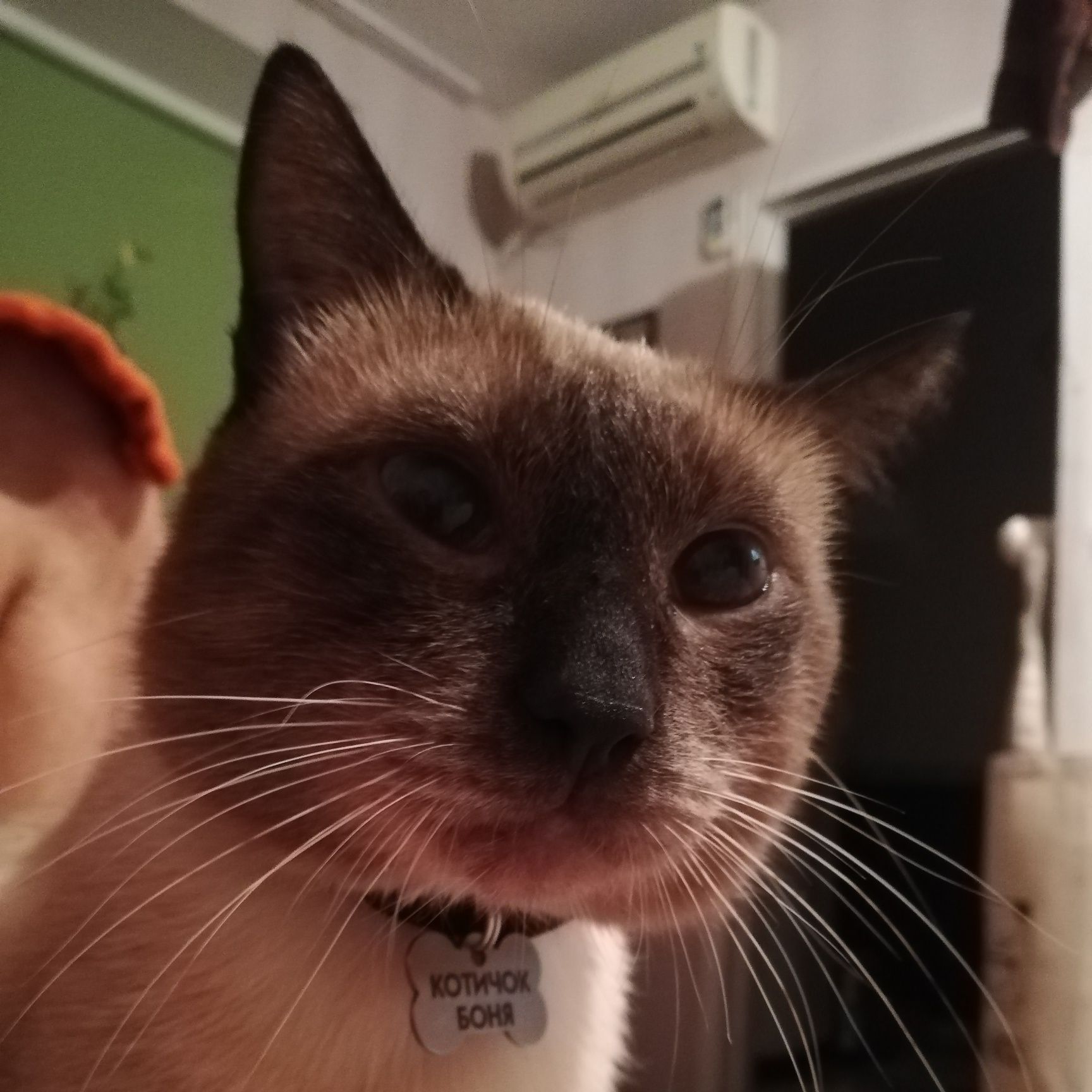 Вязка тайского кота