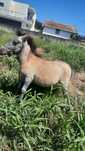 Ponei macho 7 meses