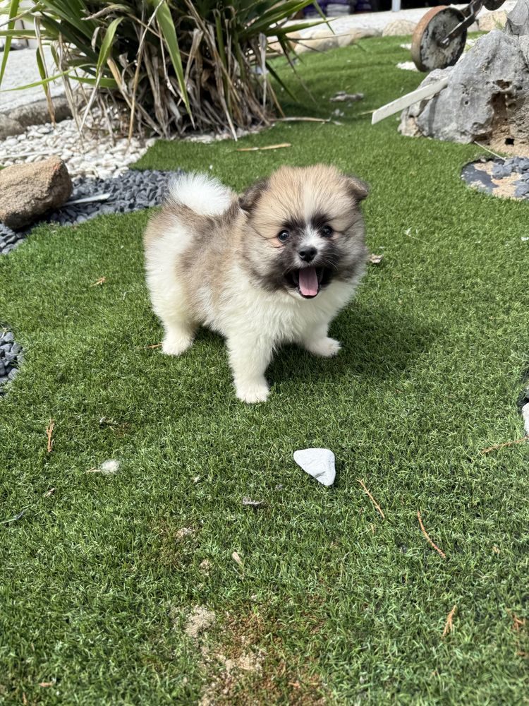 Lulu da poumorania miniatura