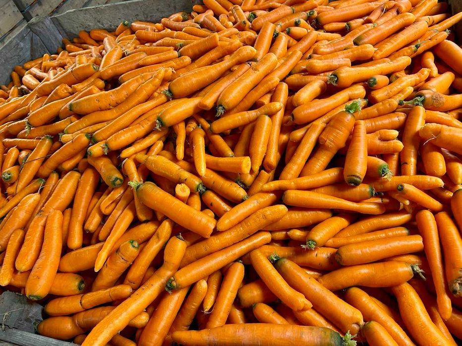 marchew paszowa odpadowa