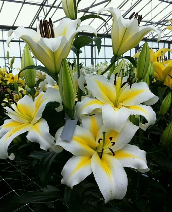 Лілія високі/низькі