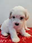 Piesek rasy Maltipoo