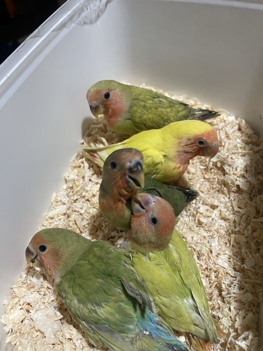 Agapornis domesticados/criados a mao