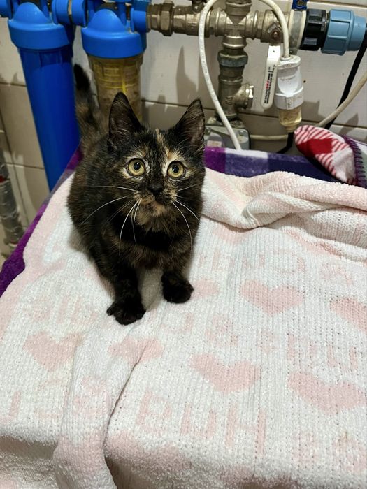 Котенок Моника 2 мес привита