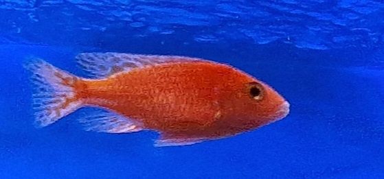 Aulonokara Fire fish