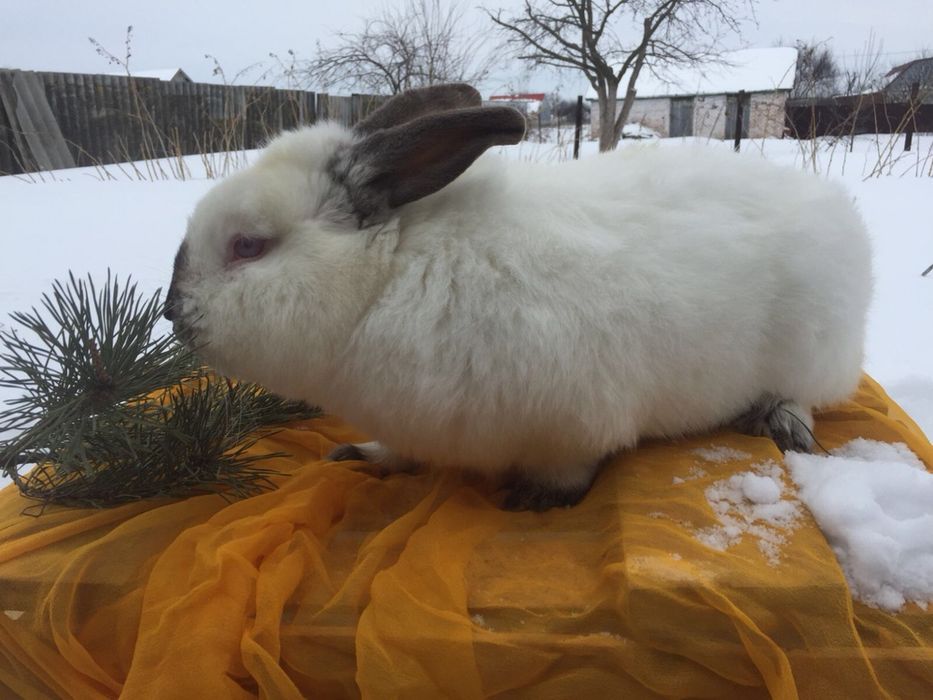 Кролики породи полтавське серебро, белий панон, калифорния.