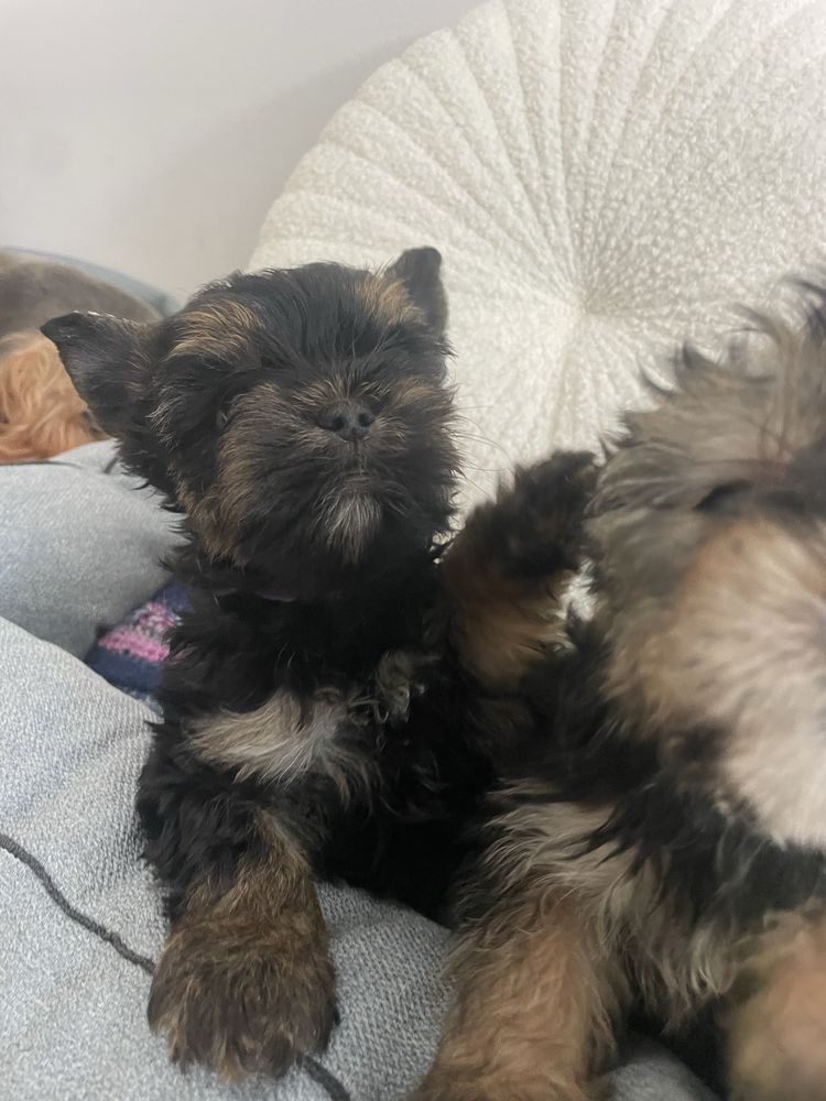Yorkshire Terrier  chlopczyk