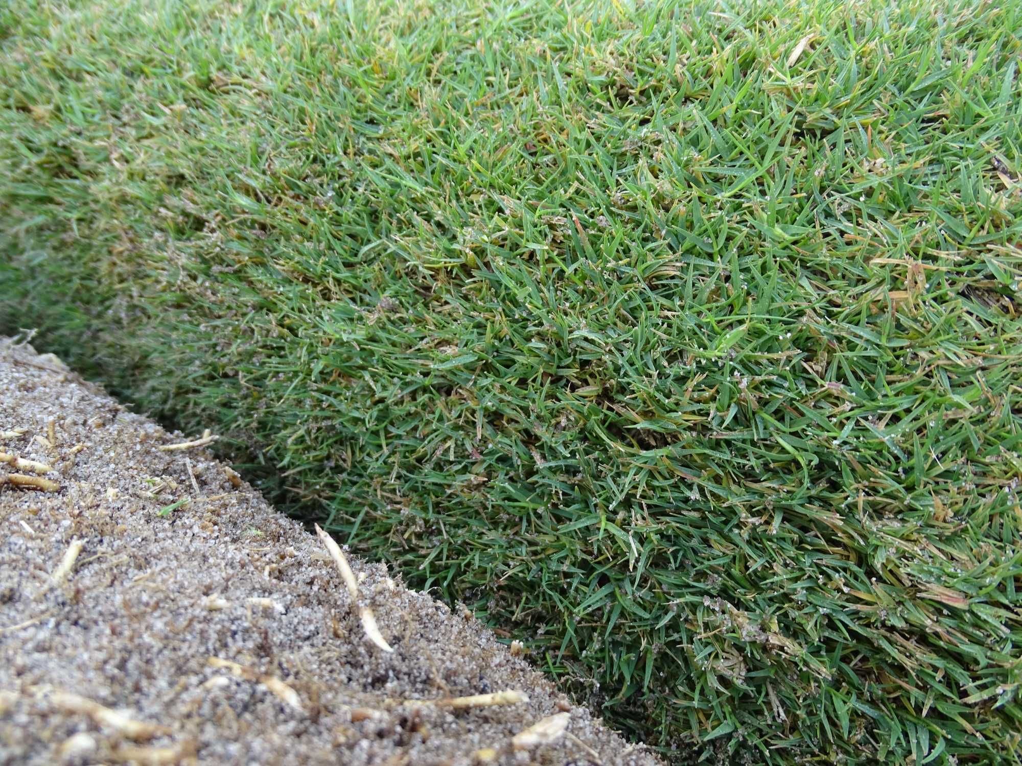 Relva natural em tapete! Transforme o seu jardim!