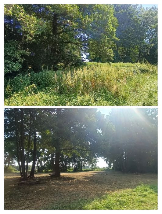 Czyszczenie działek Wycinka drzew