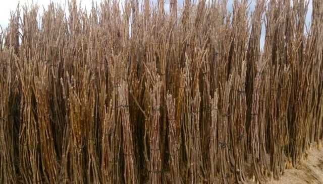 Саджанці горіа. грецькій горіх. горіх велікан, гігант. Горіх.