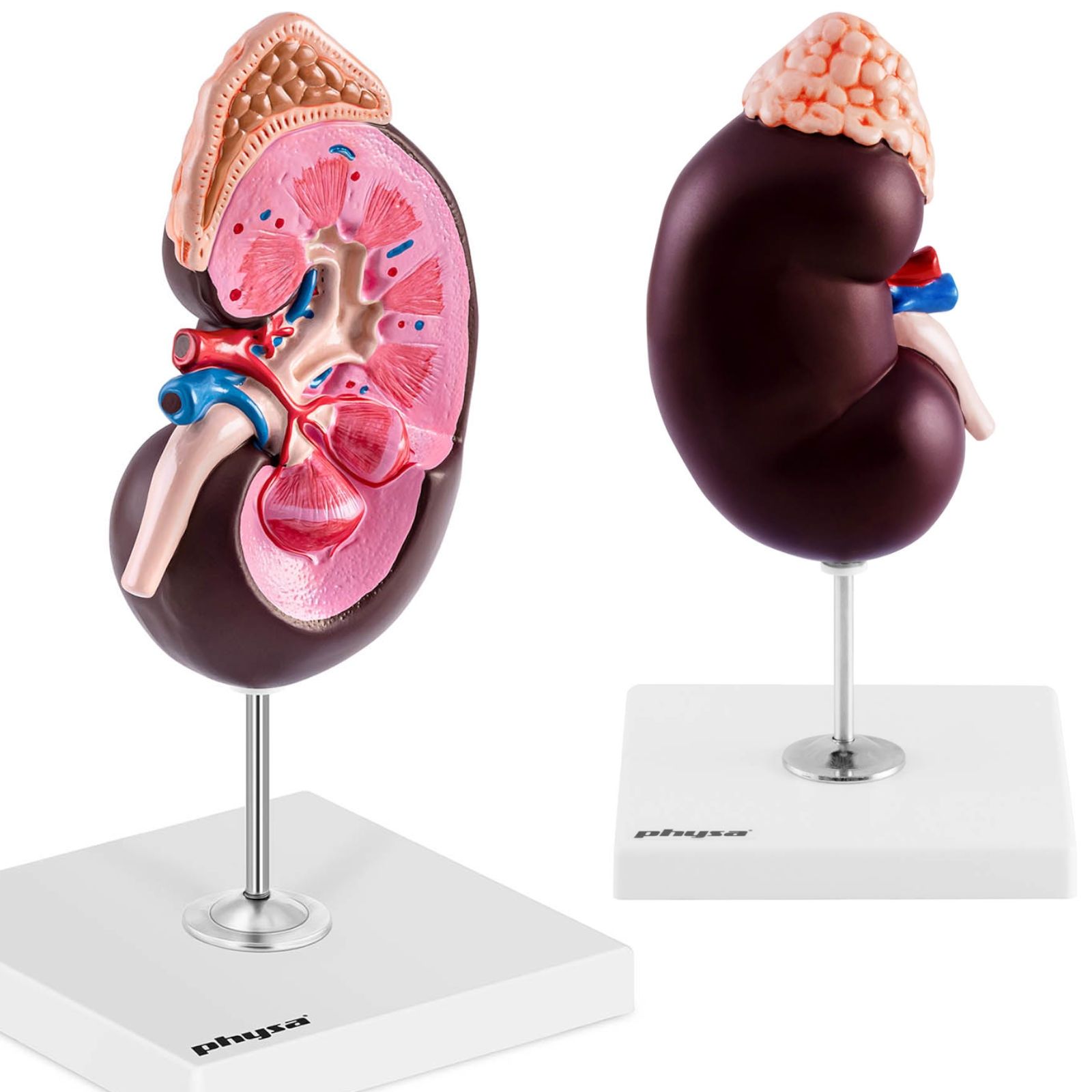 model anatomiczny 3d nerki człowieka skala 1.5:1
