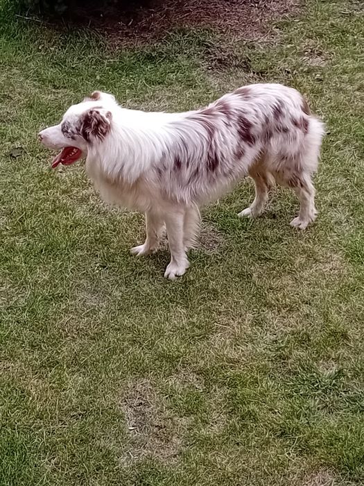 Border collie reproduktor