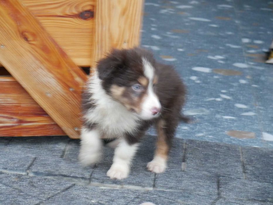 Border collie -czekoladowy