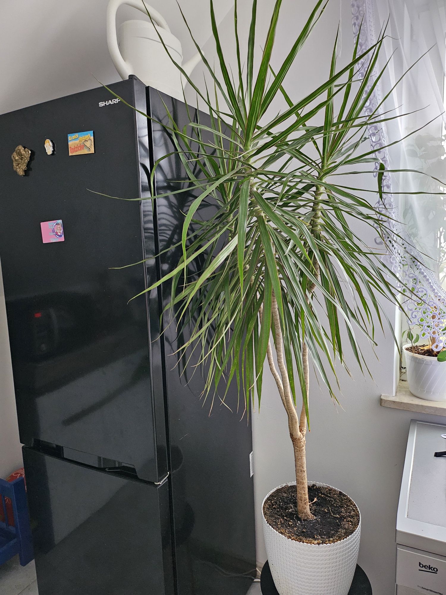 Duża Dracena 1.50