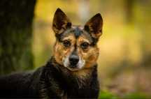 Kochana Miranda do adopcji! Za darmo