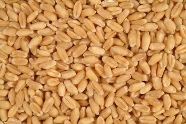 Пшениця товарна/ пшениця посівна
